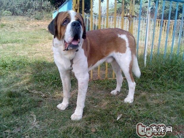 圣伯纳犬的种类介绍