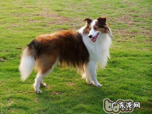 喜乐蒂德牧犬的护理知识