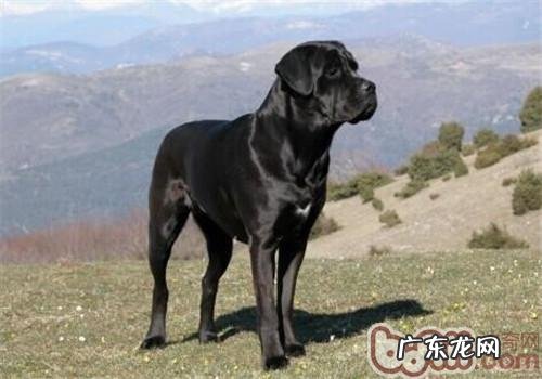 卡斯罗犬的形状特点