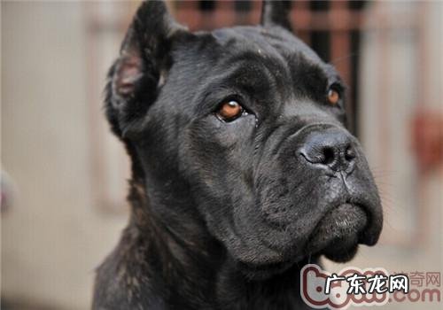 卡斯罗犬的种类介绍