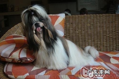 西施犬的喂养关键点