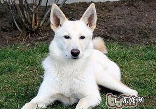 卡南犬的喂养关键点