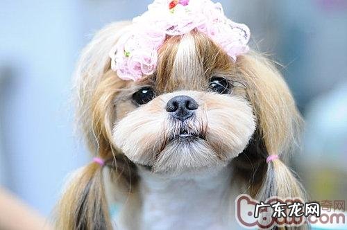 西施犬的性格特征