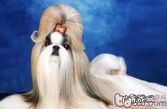 西施犬的形状特点