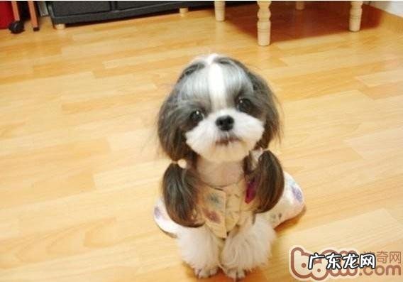 美人犬的品种介绍