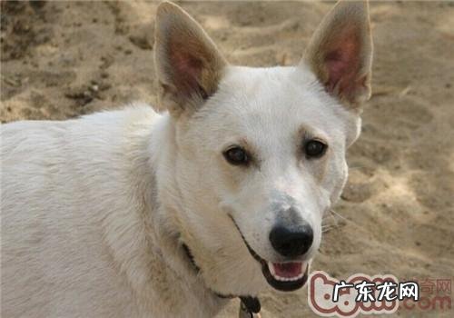 卡南犬的性格特征