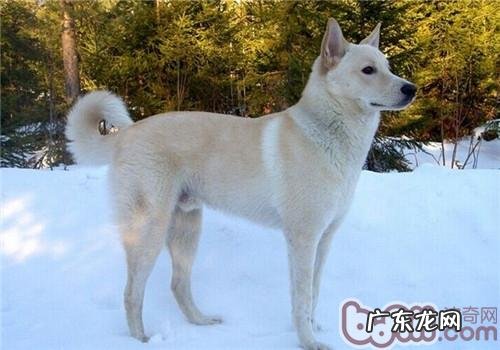 卡南犬的形状特点