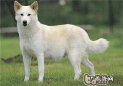 卡南犬的种类介绍