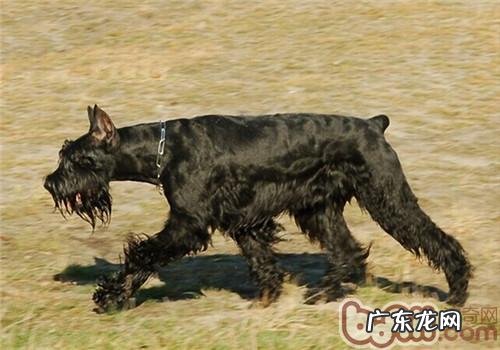 巨型雪纳瑞的喂养关键点