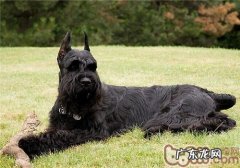 巨型雪纳瑞的性格特征