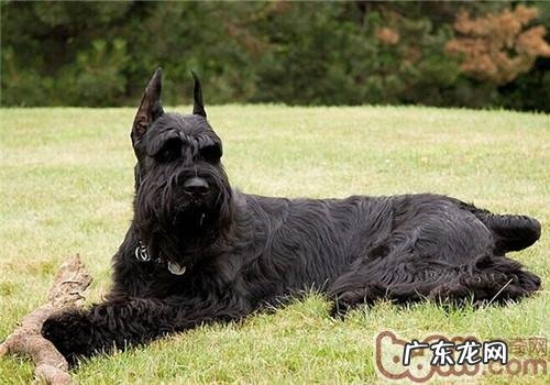 巨型雪纳瑞的性格特征