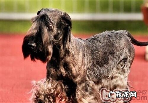 瑞典梗的喂养关键点