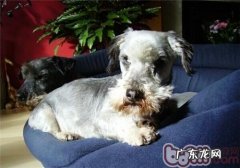 瑞典梗的保养专业知识
