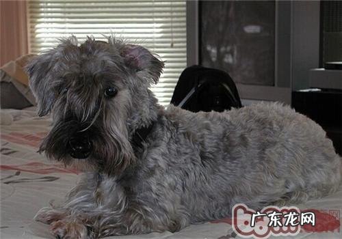 瑞典梗的种类介绍