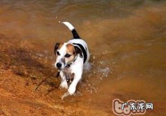 杰克罗素梗吃苹果时的常见问题