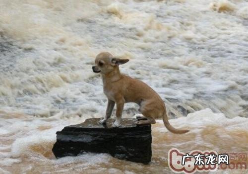 吉娃娃犬的喂养关键点