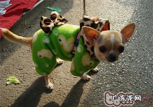 吉娃娃犬的形状特点