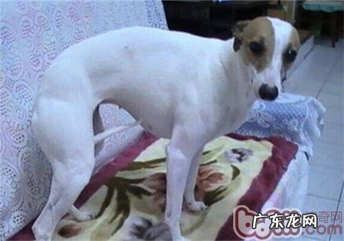 惠比特犬的喂养关键点