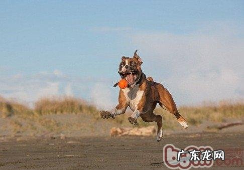 拳师犬的形状特点