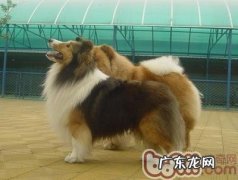 喜乐蒂德牧犬的喂养关键点