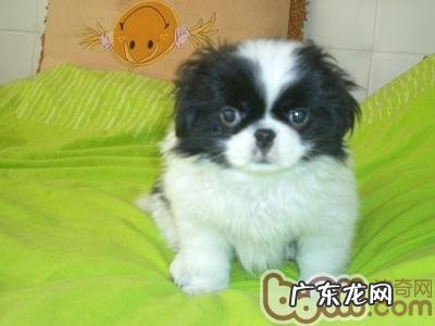 日本仲的性格特征