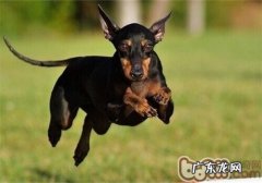 曼彻斯特梗的保养基本常识