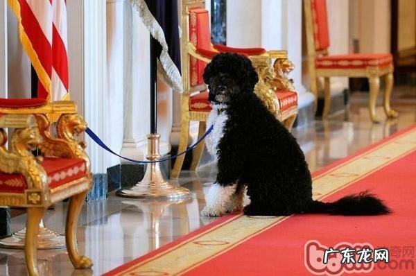 葡萄牙水犬的种类介绍