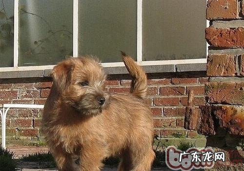 罗福梗的保养基本常识