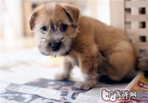 罗福梗的性格特征