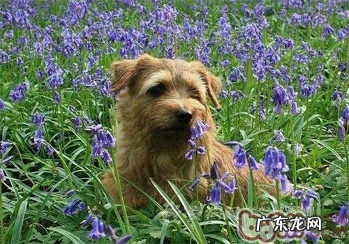 罗福梗的形状特点