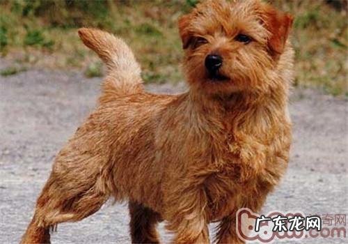 罗福梗的种类介绍