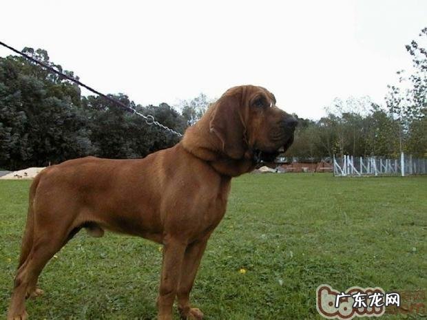 寻血猎犬的形状特点