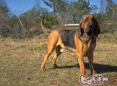 寻血猎犬的种类介绍