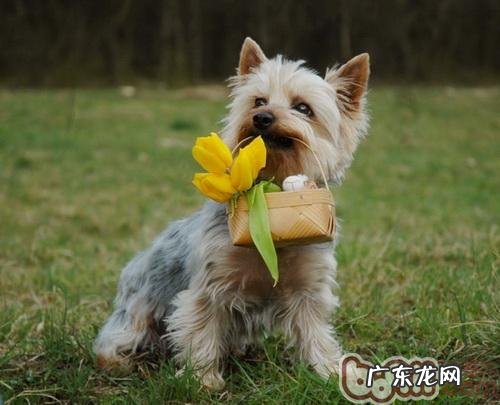 丝毛梗的护理知识