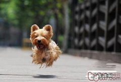 丝毛梗的形状特点