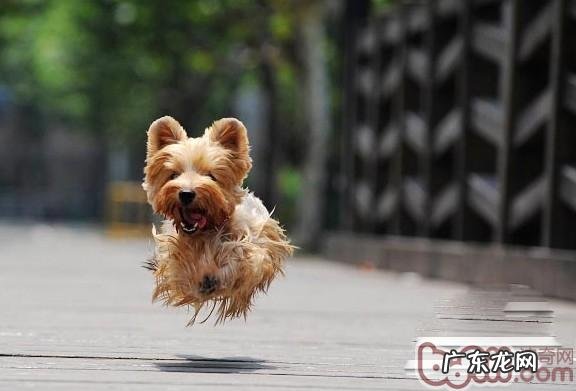 丝毛梗的形状特点