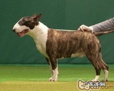 牛头梗的喂养关键点