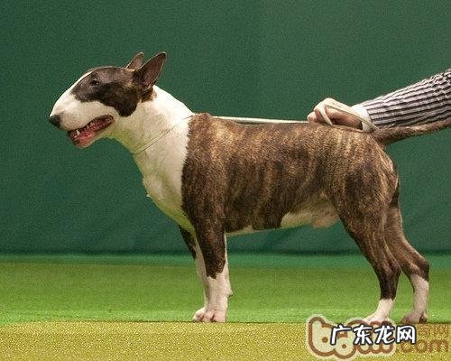 牛头梗的喂养关键点