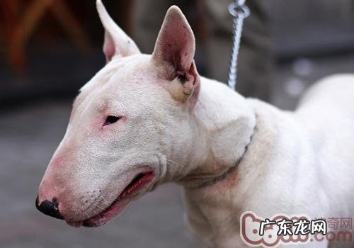 牛头梗的形状特点