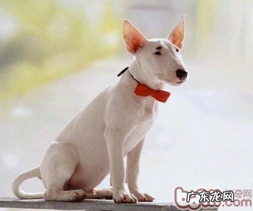 牛头梗的种类介绍