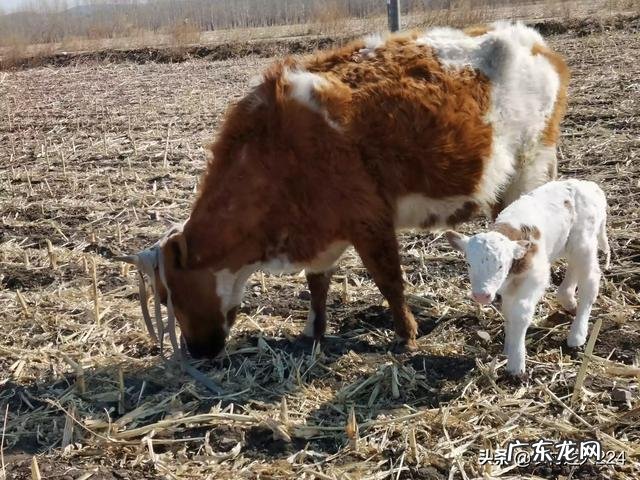 脑洞大开:如果雷霆三少从未分开,联盟会是什么样子?