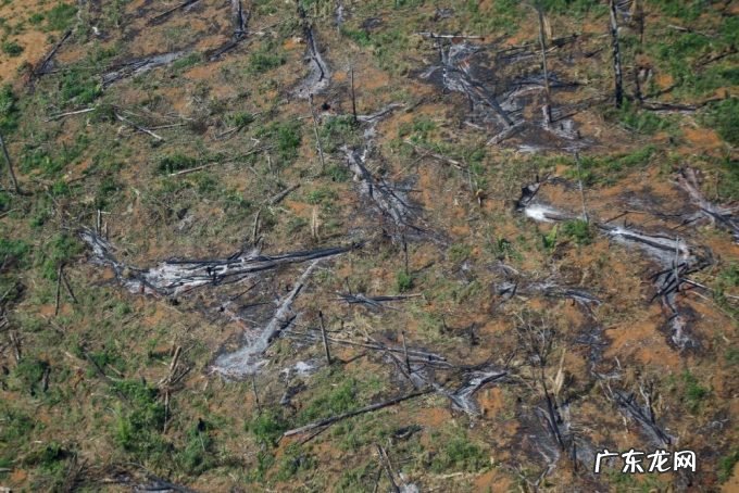巴西狂砍亚马逊雨林,1年13000平方公里惹怒全世界,为什么?