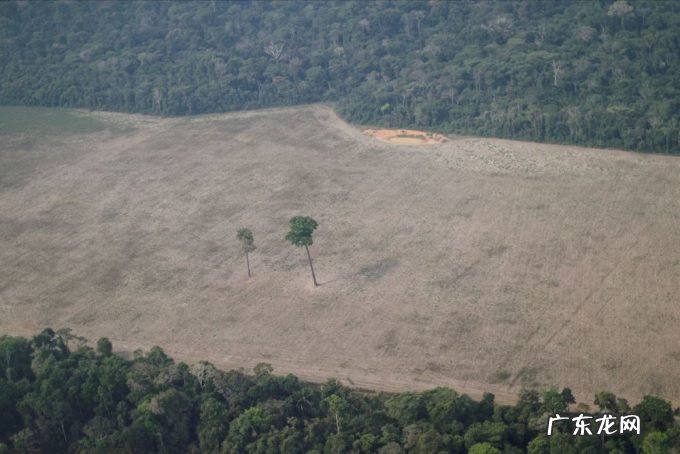 巴西狂砍亚马逊雨林,1年13000平方公里惹怒全世界,为什么?