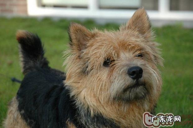 罗威士梗的形状特点