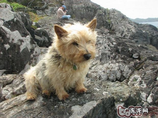 罗威士梗的种类介绍