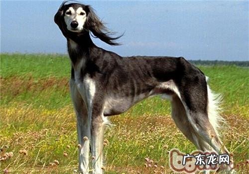 东非猎犬的喂养关键点