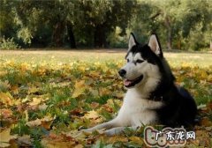 阿拉斯加犬雪橇犬的喂养关键点