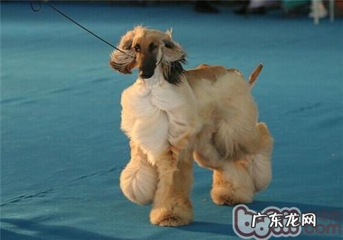 阿富汗猎犬的喂养关键点