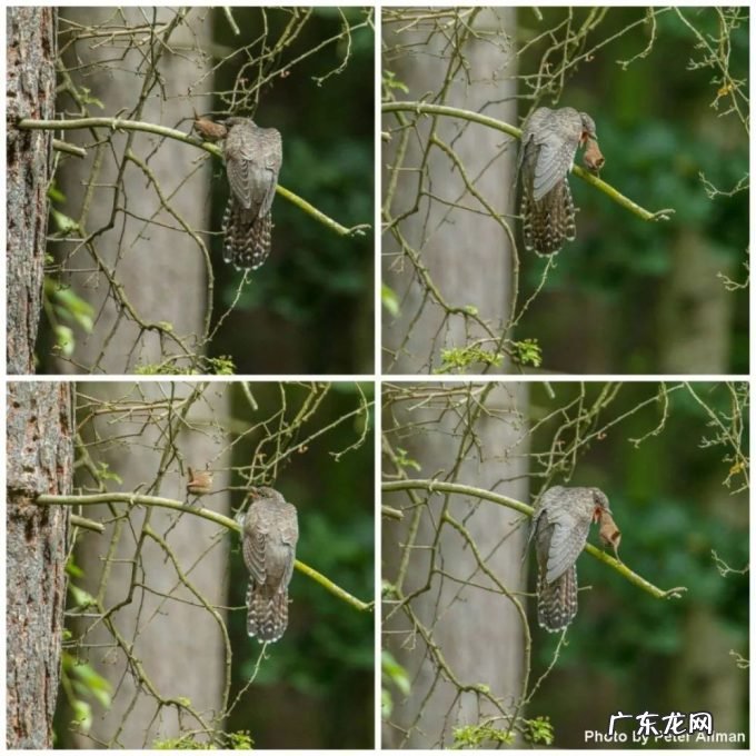 “胎教”不仅存在于人类，雏鸟在蛋里就能识别妈妈的声音