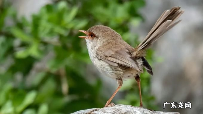 “胎教”不仅存在于人类,雏鸟在蛋里就能识别妈妈的声音